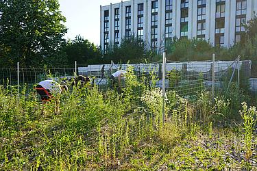 Das Bild zeigt Teilnehmende, die den Mikrowald auf dem Campus der Eckert Schulen pflegen. Zwischen üppigem Wildwuchs bücken sich die Helferinnen und Helfer, um Beikraut zu entfernen und den jungen Bäumen Raum zum Wachsen zu geben. Im Hintergrund ist das markante Hauptgebäude der Eckert Schulen zu sehen. Der Pflegeeinsatz verdeutlicht das nachhaltige Engagement der Schule für Umwelt- und Klimaschutz.